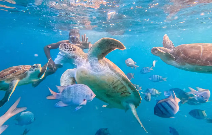 Snorkel com tartarugas no Mindelo