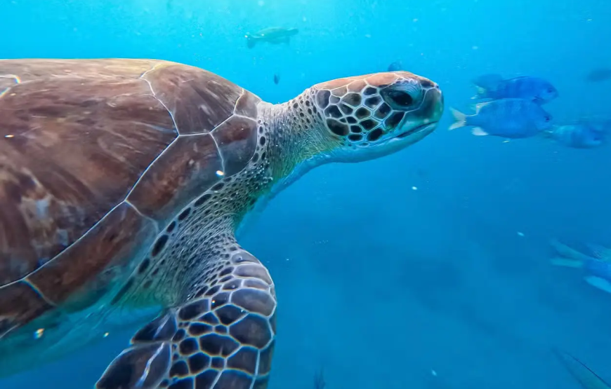 Snorkel com tartarugas no Mindelo
