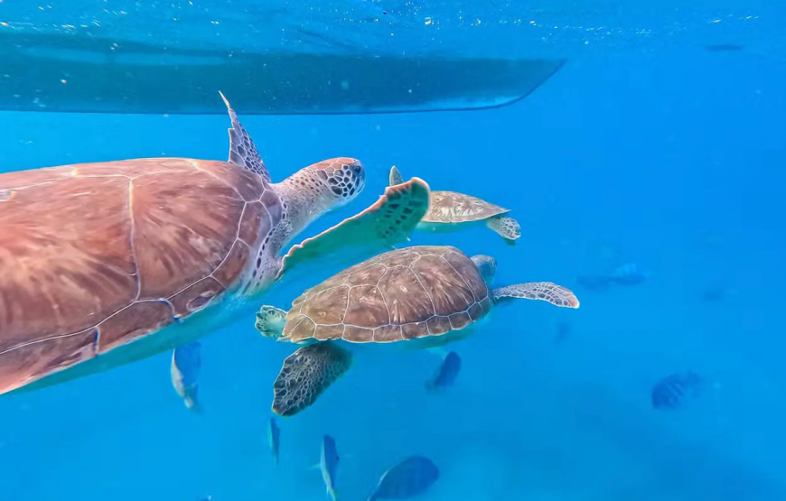 Snorkel com tartarugas no Mindelo