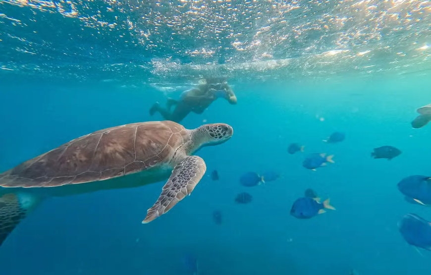 Snorkel com tartarugas no Mindelo