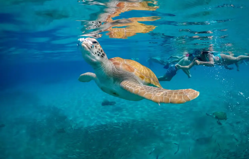 Snorkel com tartarugas no Mindelo
