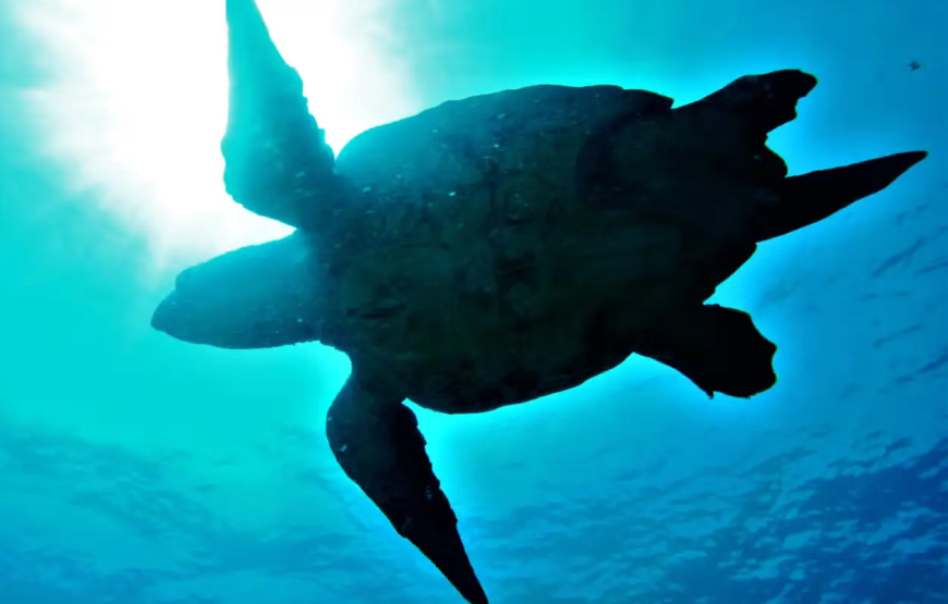 Snorkel com tartarugas no Mindelo