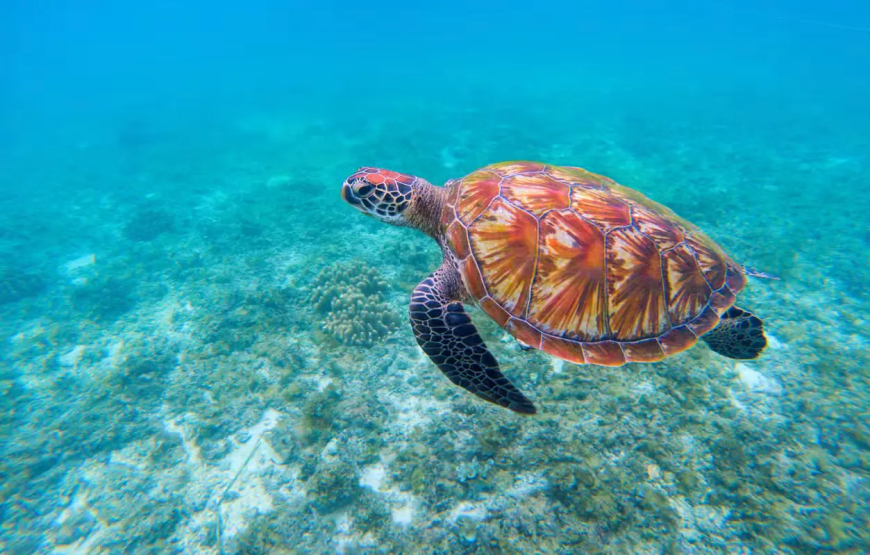 Snorkel com tartarugas no Mindelo