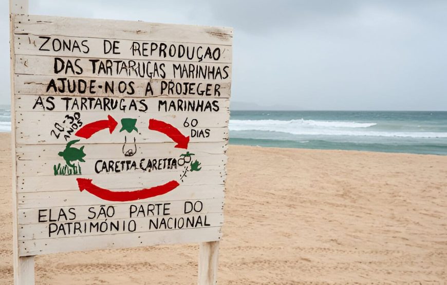Observação de Tartarugas