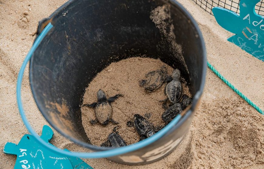 Observação de Tartarugas