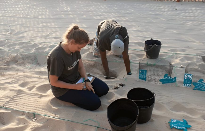 Observação de Tartarugas