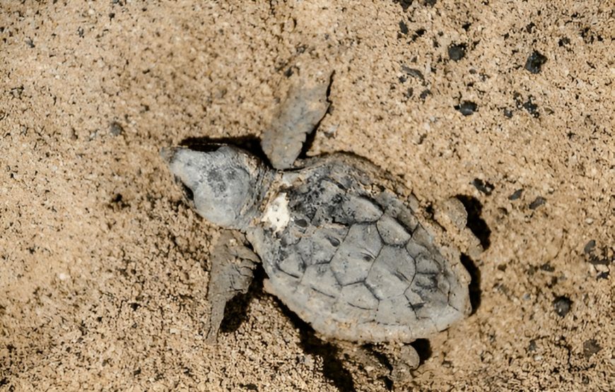 Observação de Tartarugas