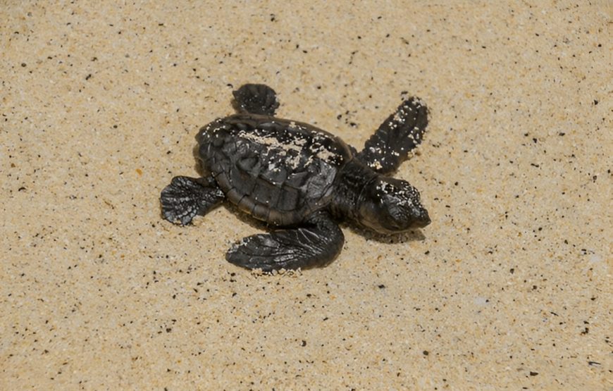 Observação de Tartarugas