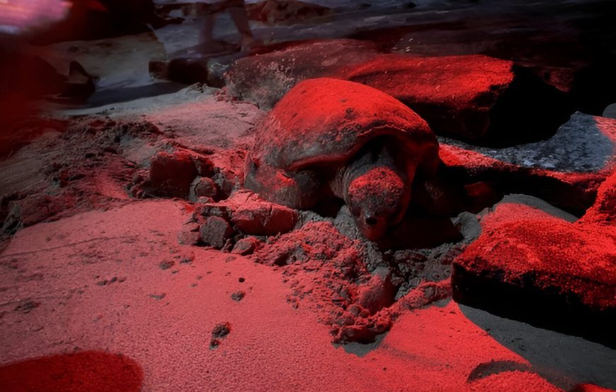 Observação de Tartarugas