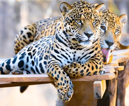 NORMAL-Shutterstock-2460692447