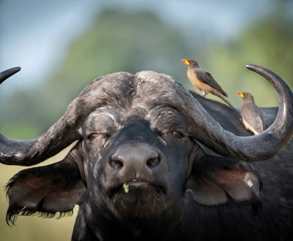 NORMAL-Shutterstock-2481727993