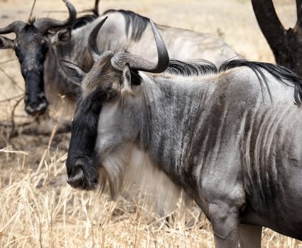 NORMAL-Shutterstock-2536353681