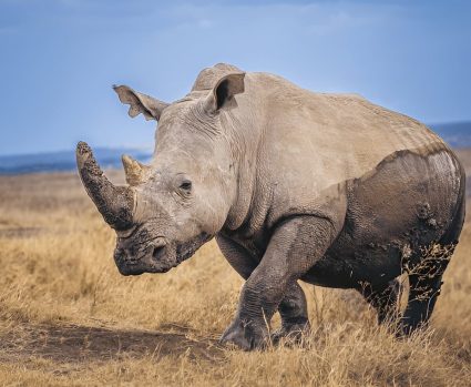 NORMAL-Shutterstock-2603044285