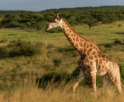 NORMAL-Shutterstock-2630058789