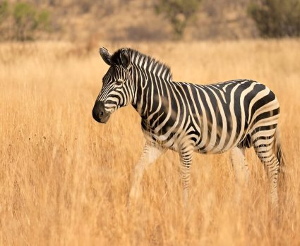 NORMAL-Shutterstock-2641619519